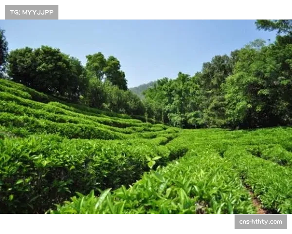 通讯:梅州客家主场启用新建成的专业级草坪,获双方教练好评